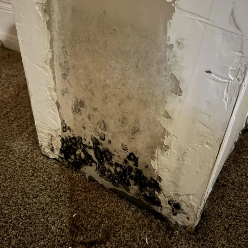 Professional Mold Removal in Richwood, WV